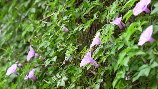 牵牛花实拍视频