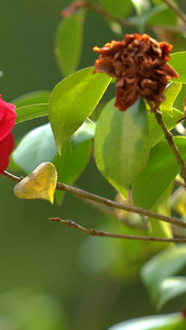 春季花卉红色山茶花视频