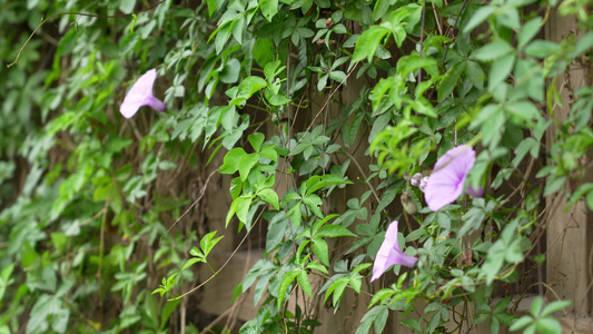 牵牛花实拍视频