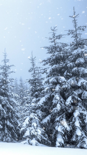 雪花背景视频素材风景雪10秒视频