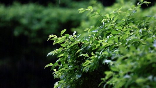 下雨天视频