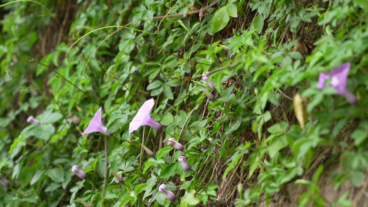 牵牛花实拍视频