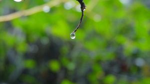 4K雨水雨滴特写升格119秒视频