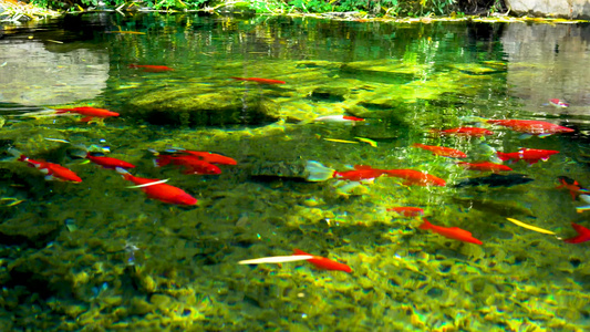 4K济南趵突泉公园意境轻盈游动的锦鲤鱼群视频