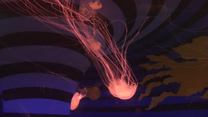 大西洋水母53秒视频