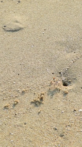 沙滩上的螃蟹海洋生物视频