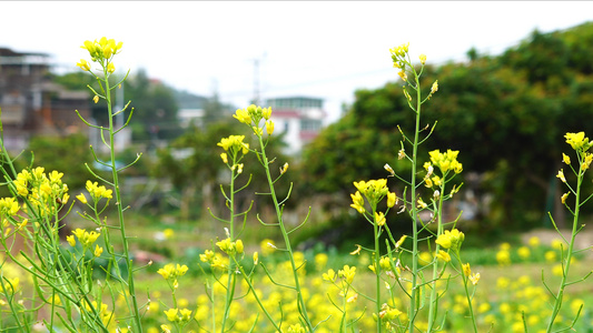 田地里的油菜花视频