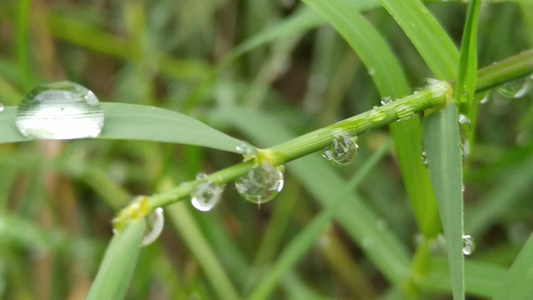 清晨小草上面的露珠视频