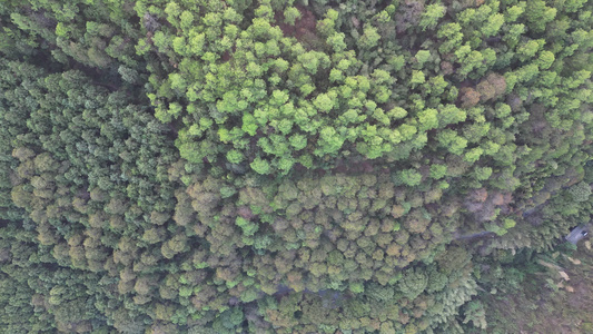 大自然绿色植物森林航拍 视频