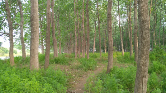 生态树林白桦树4k实拍视频
