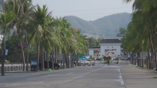 三亚南山文化园景区椰树视频