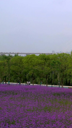 航拍江边马鞭草花海远眺二七长江大桥25秒视频