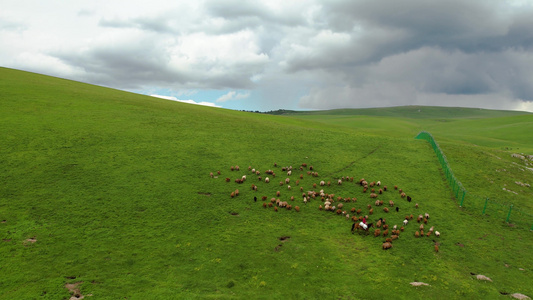 航拍5A辽阔广袤的喀拉峻大草原风景区放牧羊群视频视频