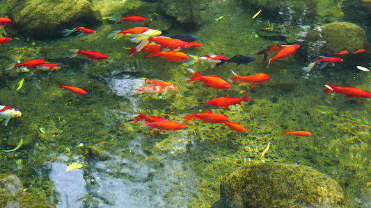 4K济南趵突泉公园意境轻盈游动的锦鲤鱼群视频