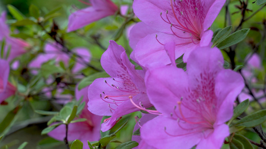 春天盛开的杜鹃花素材视频