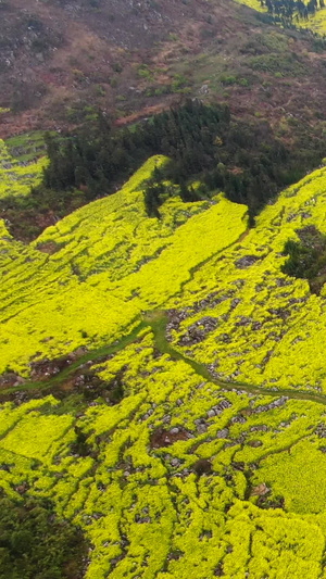 航拍春季云南罗平油菜花田与盘山公路视频云南旅游65秒视频