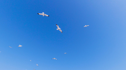 天空自由翱翔的海鸥素材视频