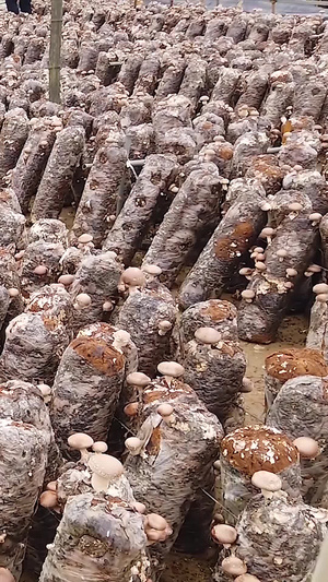 香菇种植基地露天香菇33秒视频