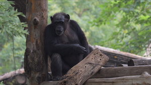4k动物园的黑猩猩18秒视频