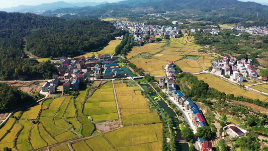 浙江义乌大陈美丽乡村金色稻田风光航拍视频