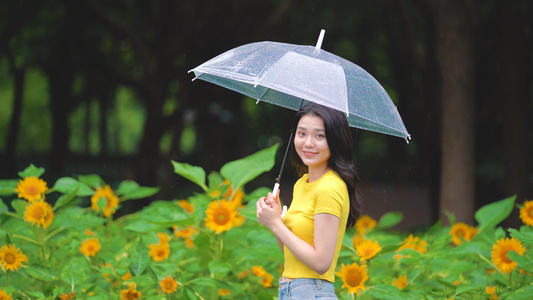 4k向日花田里打雨伞的女生视频