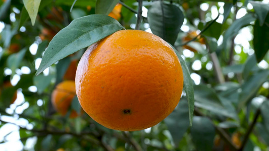 橘子实拍视频