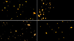 一组银杏叶粒子动画11秒视频