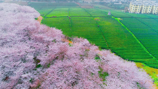 4K航拍樱花茶园视频