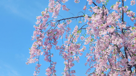 春天阳光下的樱花花朵花瓣视频