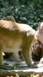 三亚鹿回头景区的猴子灵长类动物视频
