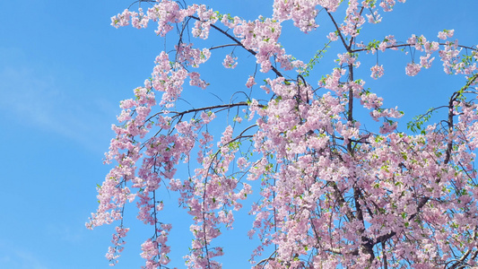 春天阳光下的樱花花朵花瓣视频