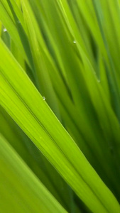雨后稻田绿色稻田视频
