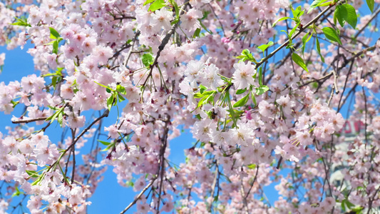 春天阳光下的樱花花朵花瓣视频