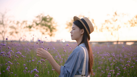 4K春天马鞭草花海中的少女视频