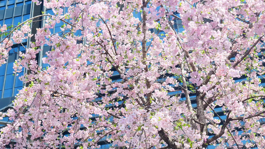 春天阳光下的樱花花朵花瓣视频