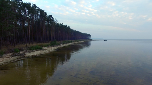 湖泊沿岸带透明水的空中风景松树林视频