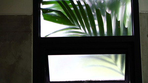 热带棕榈树叶在房间窗外摇摇摇的视频4k8秒视频