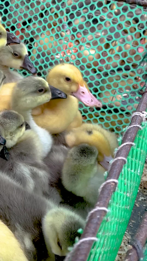 实拍成群黄色的小鸭雏鸭苗家禽农业养殖视频小黄鸭21秒视频