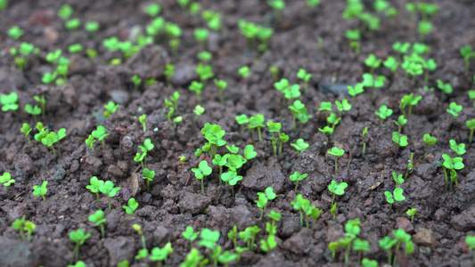  合集 4K细雨中茁壮生长的豌豆苗秧苗视频