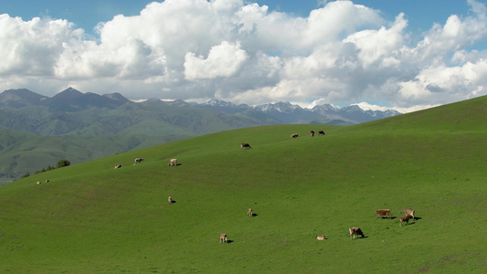 航拍5A蓝天白云下的那拉提草原与散落的牧群视频 视频