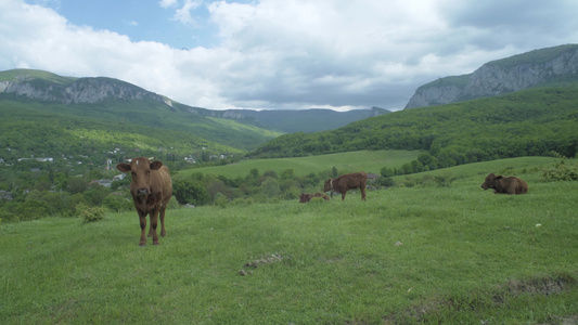 在山地牧场放牧的牛视频