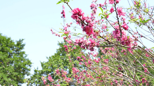 桃花实拍视频