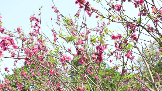 桃花实拍视频