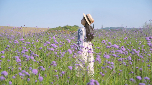 4K春天马鞭草花海中的少女视频