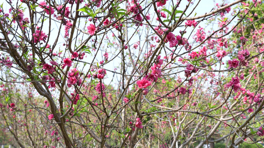 桃花实拍视频