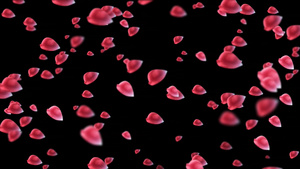 粒子玫瑰花飘落动画元素带透明度15秒视频