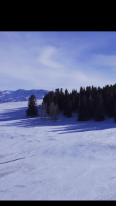 航拍雪山松树森林开头视频视频