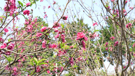 春天桃花盛开视频