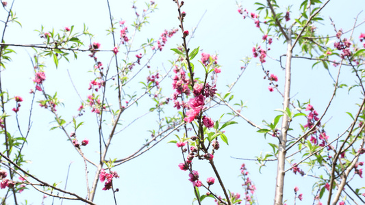 春天桃花盛开视频