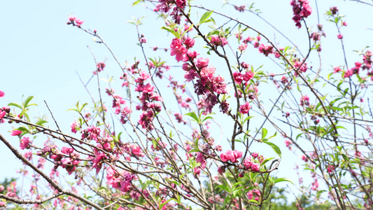 春天桃花盛开视频